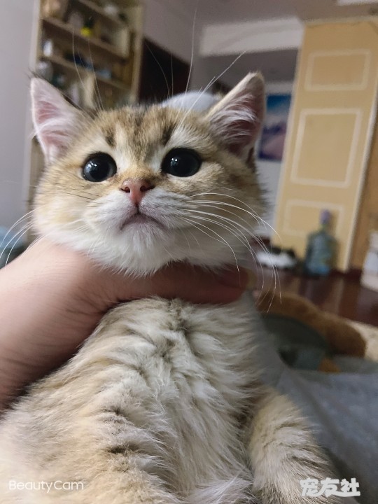 爸爸是长毛金渐层,妈妈正常金渐层,25色哦 自家生3.